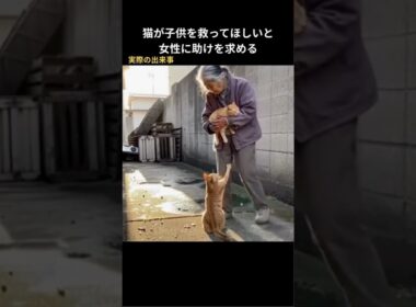 【救助】猫が子供を救ってほしいと女性に助けを求める #保護猫 #猫動画 #感動