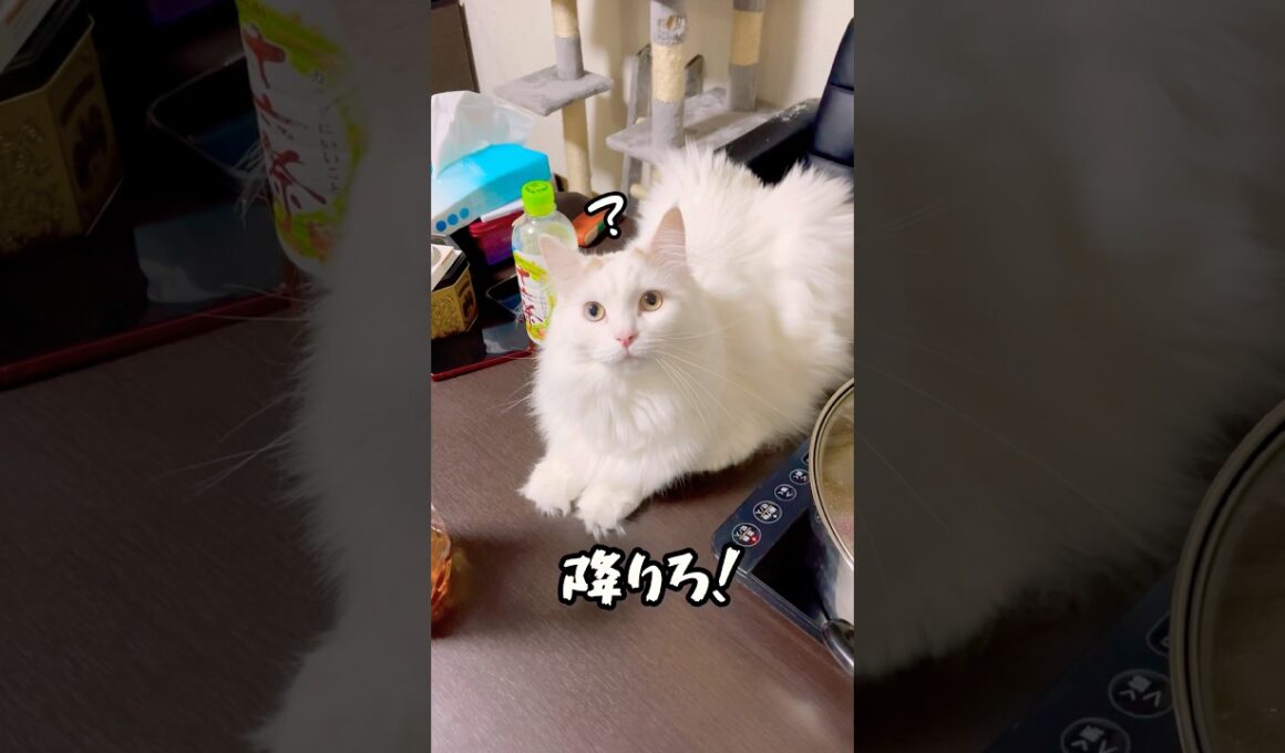人間の食事を何としても邪魔したいおチビ #ラガマフィン