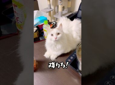 人間の食事を何としても邪魔したいおチビ #ラガマフィン