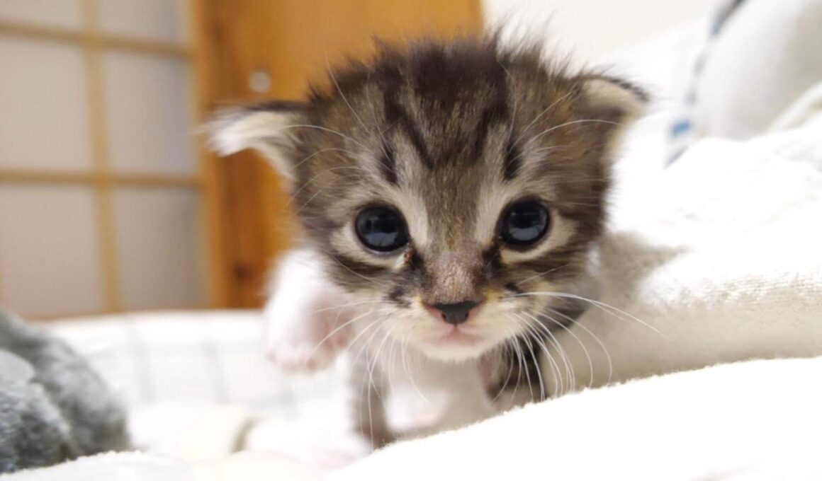 ミルクはまだかとカワイイ鳴き声でママに突進する赤ちゃん子猫【赤ちゃん猫　保護猫】