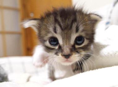 ミルクはまだかとカワイイ鳴き声でママに突進する赤ちゃん子猫【赤ちゃん猫　保護猫】