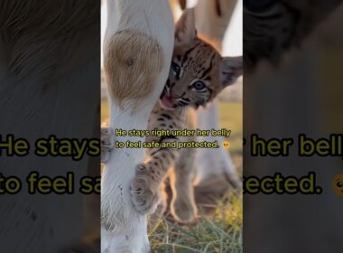 🤍 WILD BOBCAT CUB Thinks This Cow Is His Mom!  #animals #wholesome