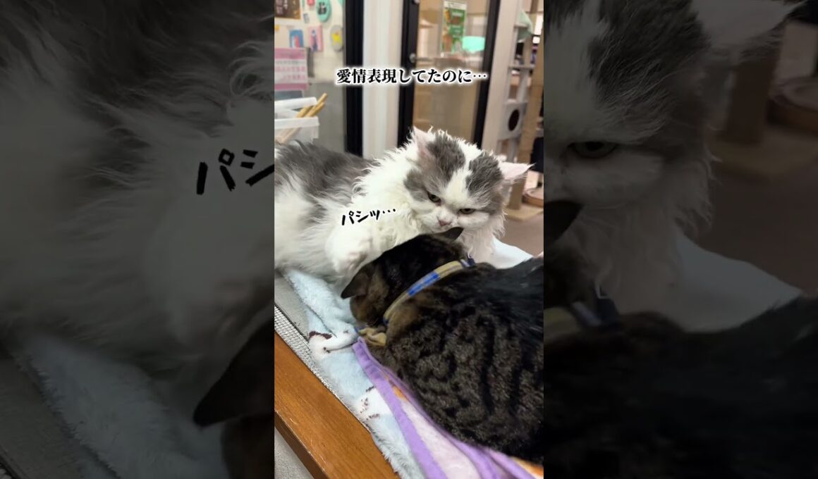 【コミュ障】たまちゃん。