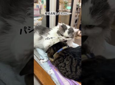 【コミュ障】たまちゃん。