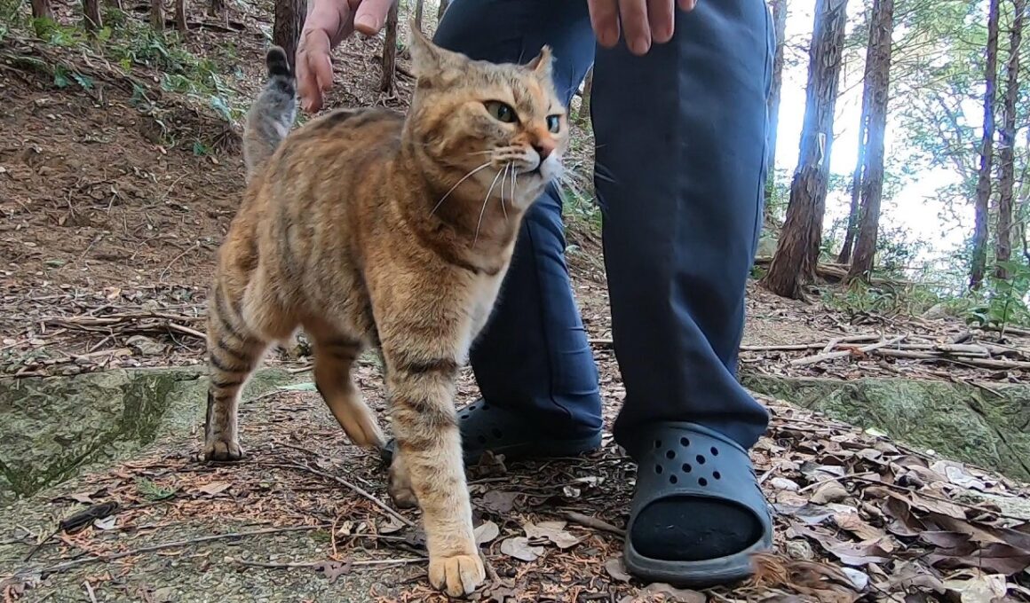 娘猫は山から帰って来るお利口さんなのに褒めてもらえない訳とは…
