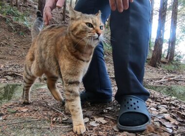 娘猫は山から帰って来るお利口さんなのに褒めてもらえない訳とは…