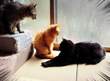 神だった頃の夢を見ている猫　A Cat Dreaming of When He Was a God