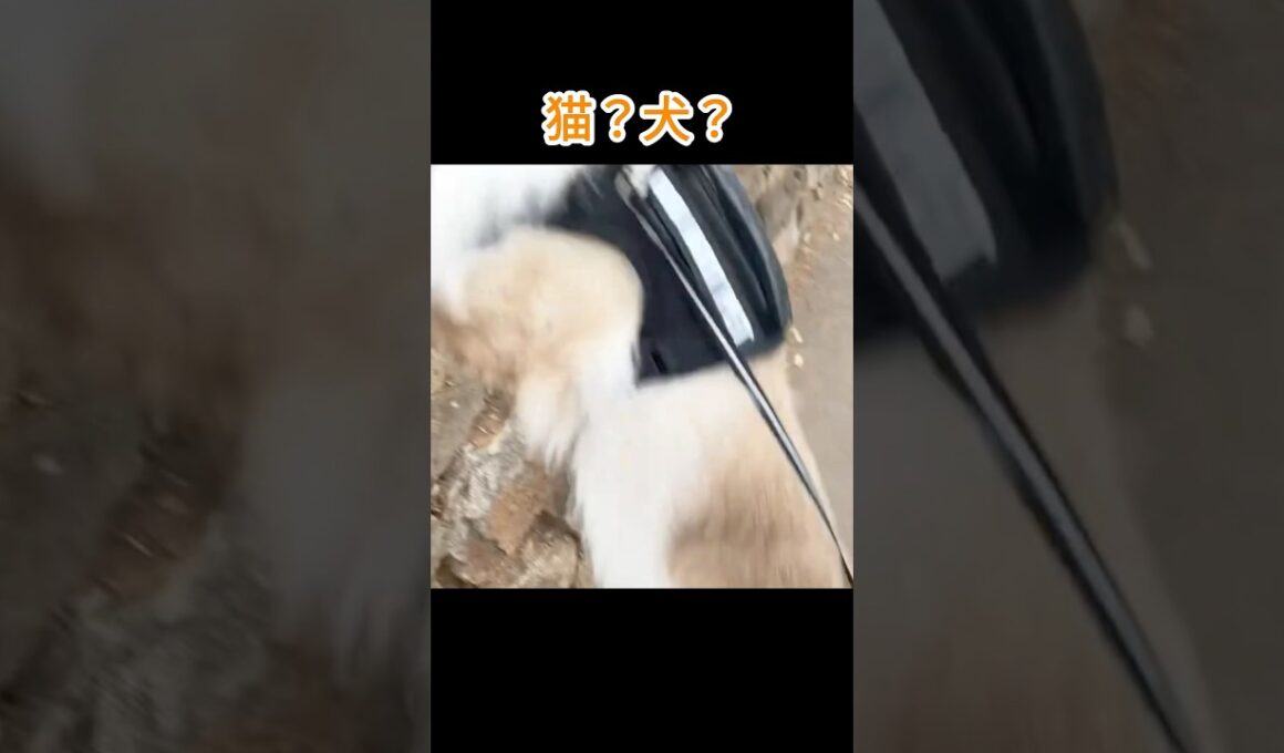 リードつけて散歩する猫 品種が違った