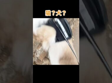 リードつけて散歩する猫 品種が違った