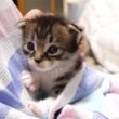 ニャーニャー赤ちゃん子猫がエプロン子猫に大変身？【赤ちゃん猫　保護猫】
