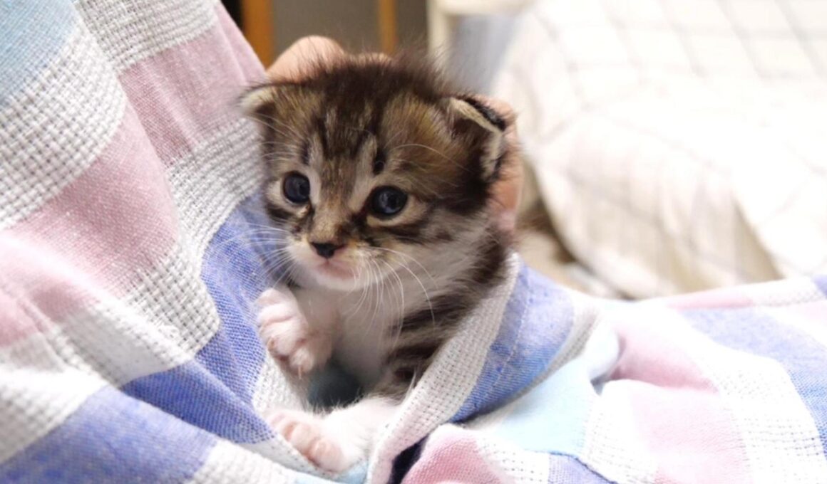 ニャーニャー赤ちゃん子猫がエプロン子猫に大変身？【赤ちゃん猫　保護猫】