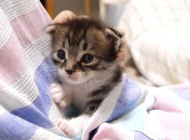 ニャーニャー赤ちゃん子猫がエプロン子猫に大変身？【赤ちゃん猫　保護猫】