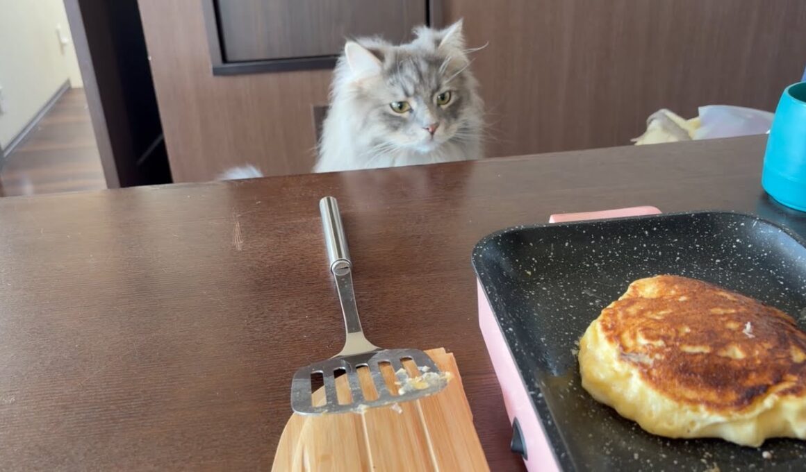 いつもと違うパンケーキに興味深々な猫　サイベリアン