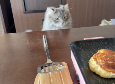 いつもと違うパンケーキに興味深々な猫　サイベリアン