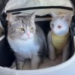 いつも車で暴れる新入り子猫をボスの隣に乗せてみたらまさかのこうなりましたw