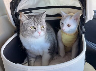 いつも車で暴れる新入り子猫をボスの隣に乗せてみたらまさかのこうなりましたw