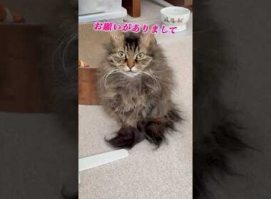 猫くうちゃんの心の声 #スクーカム #好きな子猫 #猫のいる暮らし #猫 #cat