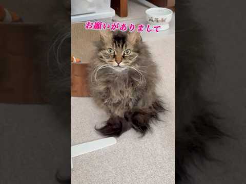 猫くうちゃんの心の声 #スクーカム #好きな子猫 #猫のいる暮らし #猫 #cat