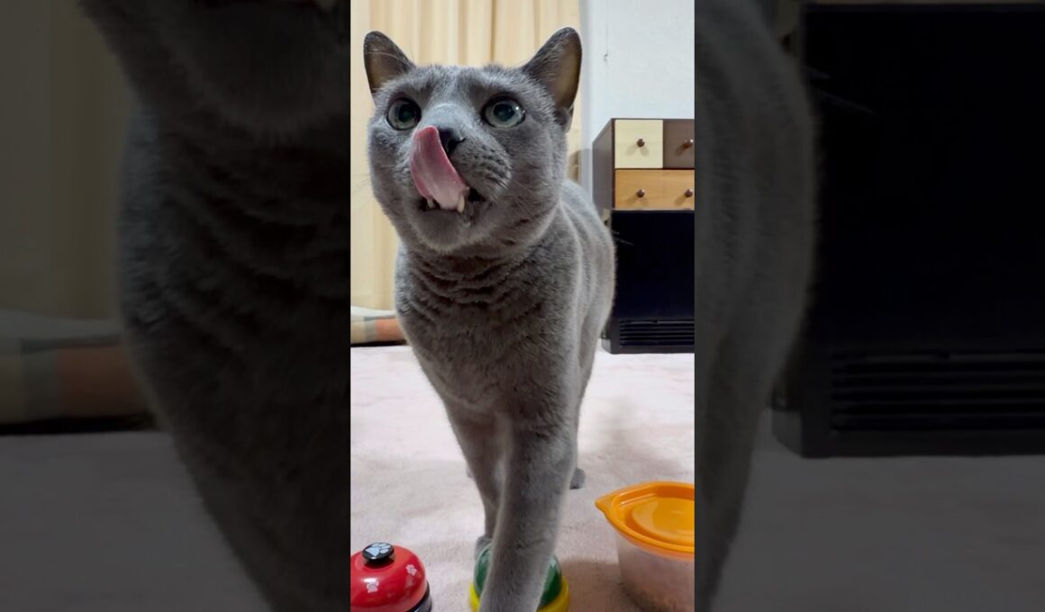 【ロシアンブルー】今朝のめろん...元気に過ごしてます😊体調気になるので水曜日病院に行きます🍈【猫】#shorts