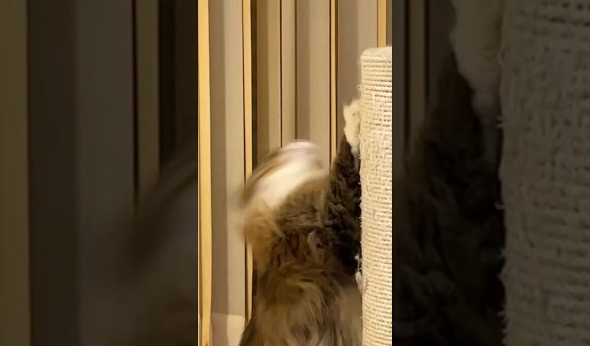 可愛すぎる♪バカにしないでよ。 #cats #pets #ノルウェージャンフォレストキャット #ノル猫5にゃんねる #猫のいる暮らし #cat #猫