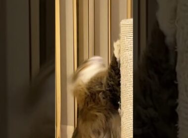 可愛すぎる♪バカにしないでよ。 #cats #pets #ノルウェージャンフォレストキャット #ノル猫5にゃんねる #猫のいる暮らし #cat #猫