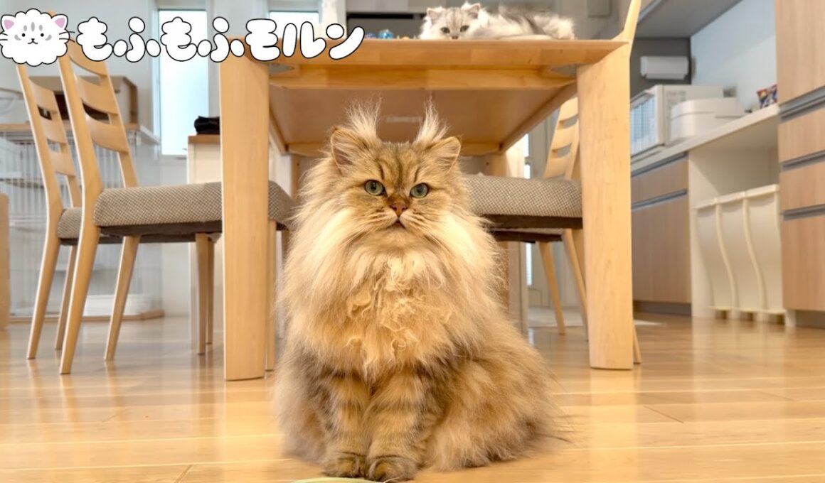 今年も猫のツノが立派になりました 【サイベリアン】