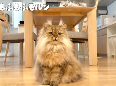 今年も猫のツノが立派になりました 【サイベリアン】