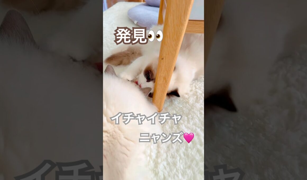 イチャイチャニャンズ発見👀😻💕#ラグドール #猫のいる暮らし #猫好きさんと繋がりたい #ねこ動画