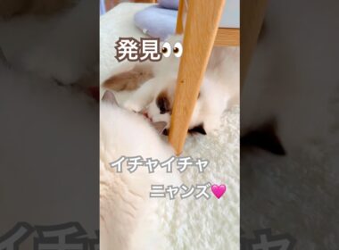 イチャイチャニャンズ発見👀😻💕#ラグドール #猫のいる暮らし #猫好きさんと繋がりたい #ねこ動画
