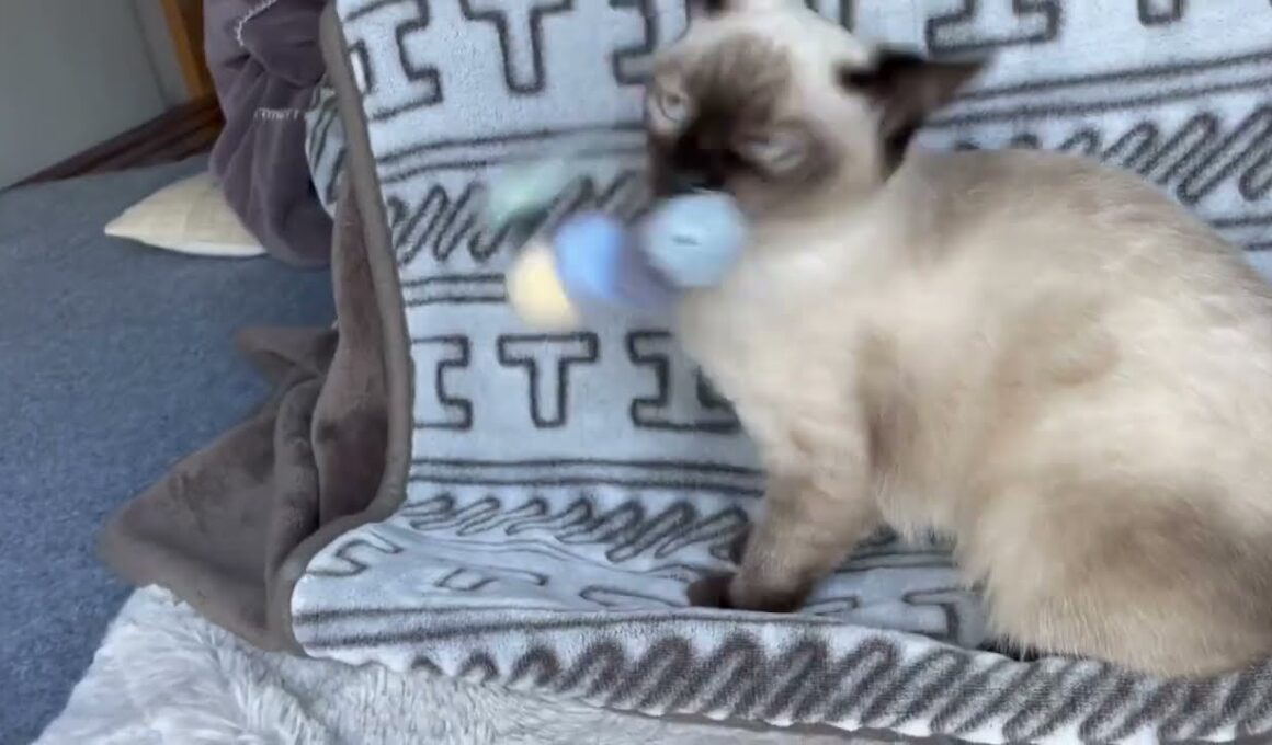 ヌンチャクを披露するシャム猫　siamese cat