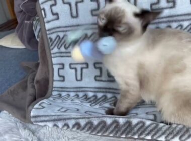 ヌンチャクを披露するシャム猫　siamese cat