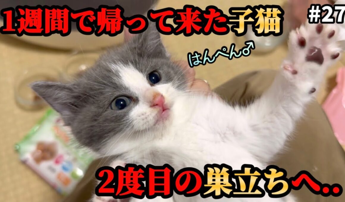 おかえり…そしておめでとう！1週間で帰ってきた子猫が本当の【ずっとのお家】へ
