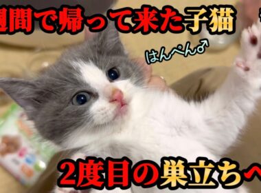 おかえり…そしておめでとう！1週間で帰ってきた子猫が本当の【ずっとのお家】へ