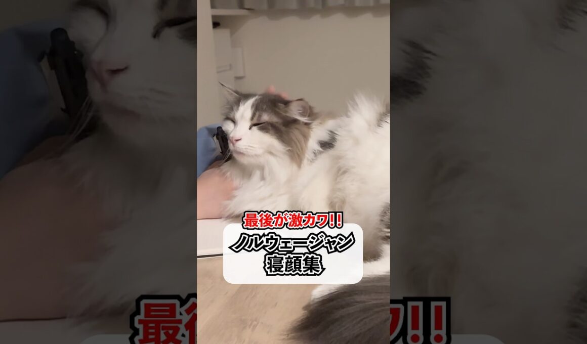 ノルウェージャン寝顔集‼️#shorts #cat #猫 #ノルウェージャンフォレストキャット