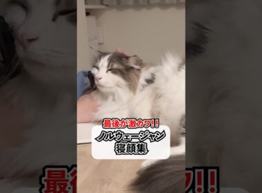 ノルウェージャン寝顔集‼️#shorts #cat #猫 #ノルウェージャンフォレストキャット