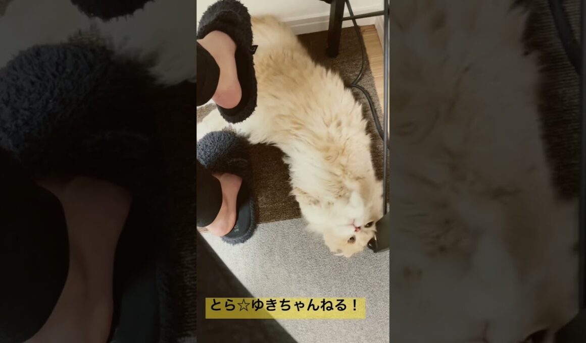 コロンをマスターした子猫🐈【折れ耳＆短足スコティッシュフォールド】