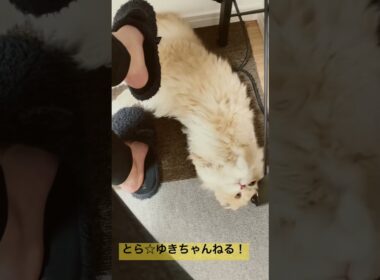 コロンをマスターした子猫🐈【折れ耳＆短足スコティッシュフォールド】