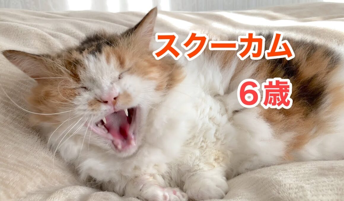 【スクーカムのネネ】６歳の誕生日