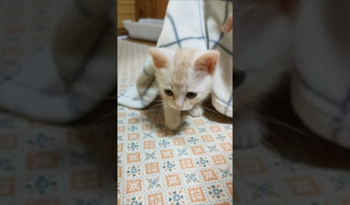 子猫のかくれんぼ😺 #cat #kitten #好きな子猫 #猫のいる暮らし #子ネコ #cute #kitty #猫好きさんと繋がりたい #gatto #子猫 #猫のいる生活 #保護猫 #ねこ