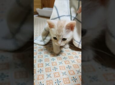 子猫のかくれんぼ😺 #cat #kitten #好きな子猫 #猫のいる暮らし #子ネコ #cute #kitty #猫好きさんと繋がりたい #gatto #子猫 #猫のいる生活 #保護猫 #ねこ