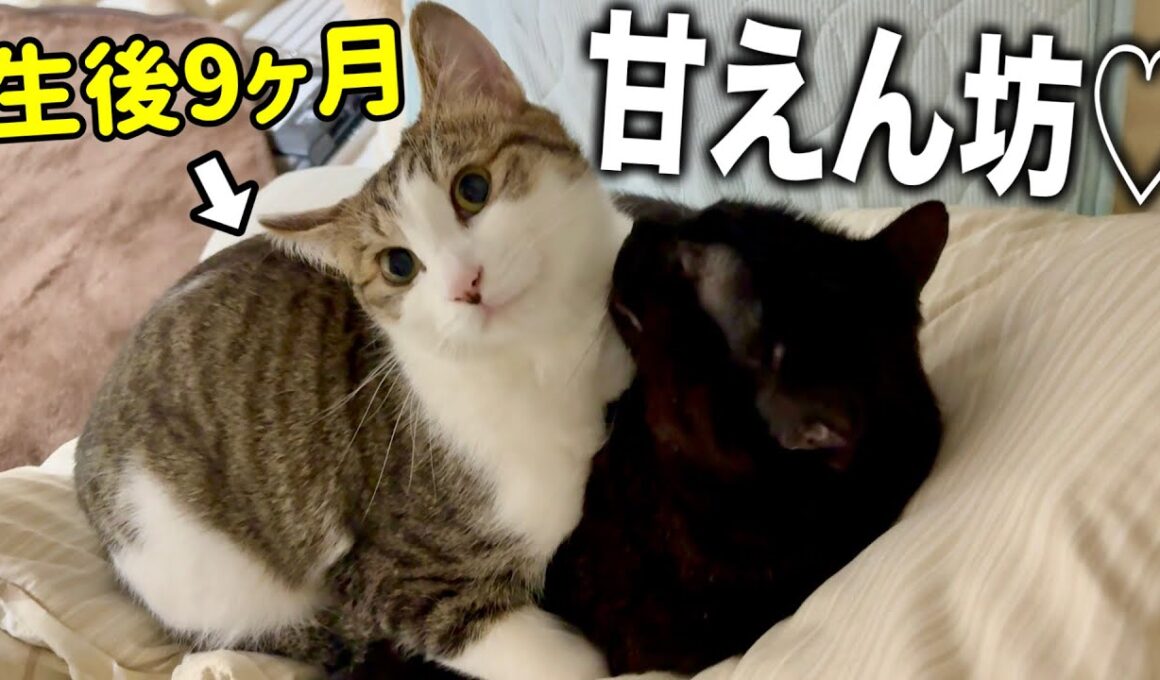 子猫の甘えが９ヶ月経っても変わらぬ