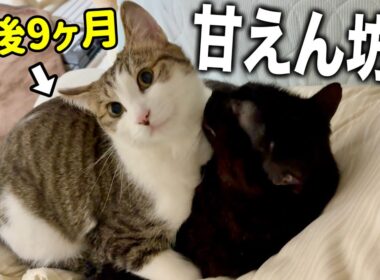 子猫の甘えが９ヶ月経っても変わらぬ