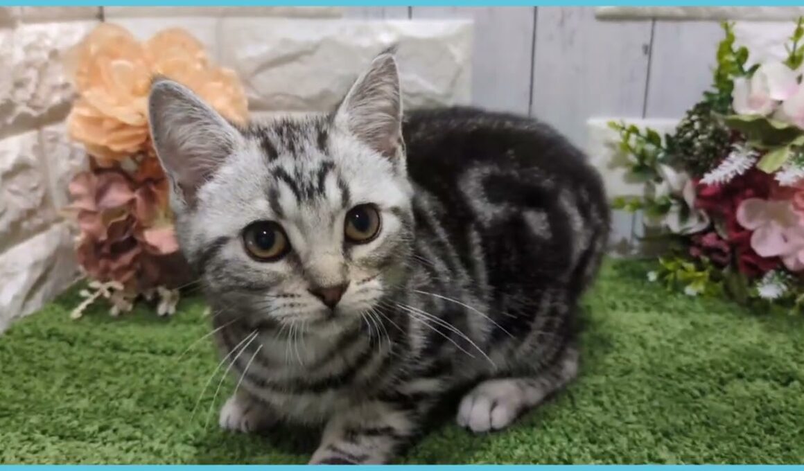 ペットショップcoo&riku No.00747971 アメリカンショートヘアー