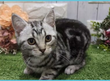 ペットショップcoo&riku No.00747971 アメリカンショートヘアー