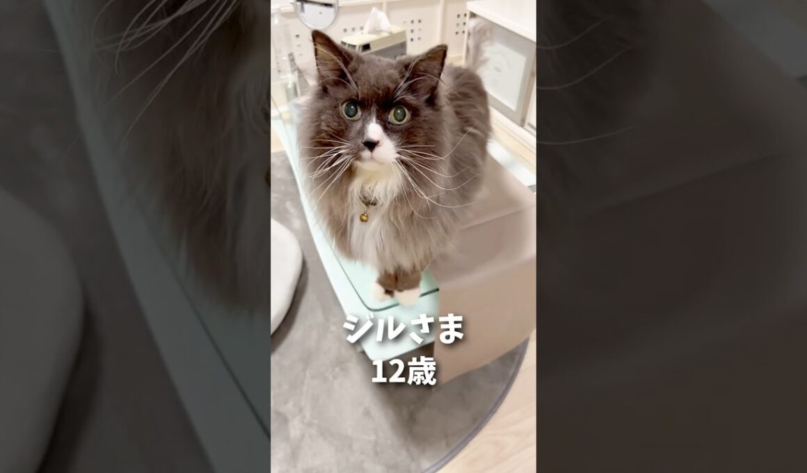 ノルウェージャン12歳の目力🤴🏼 #ノルウェージャンフォレストキャット #猫 #猫のいる暮らし