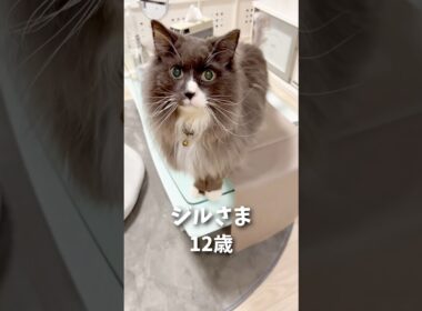 ノルウェージャン12歳の目力🤴🏼 #ノルウェージャンフォレストキャット #猫 #猫のいる暮らし