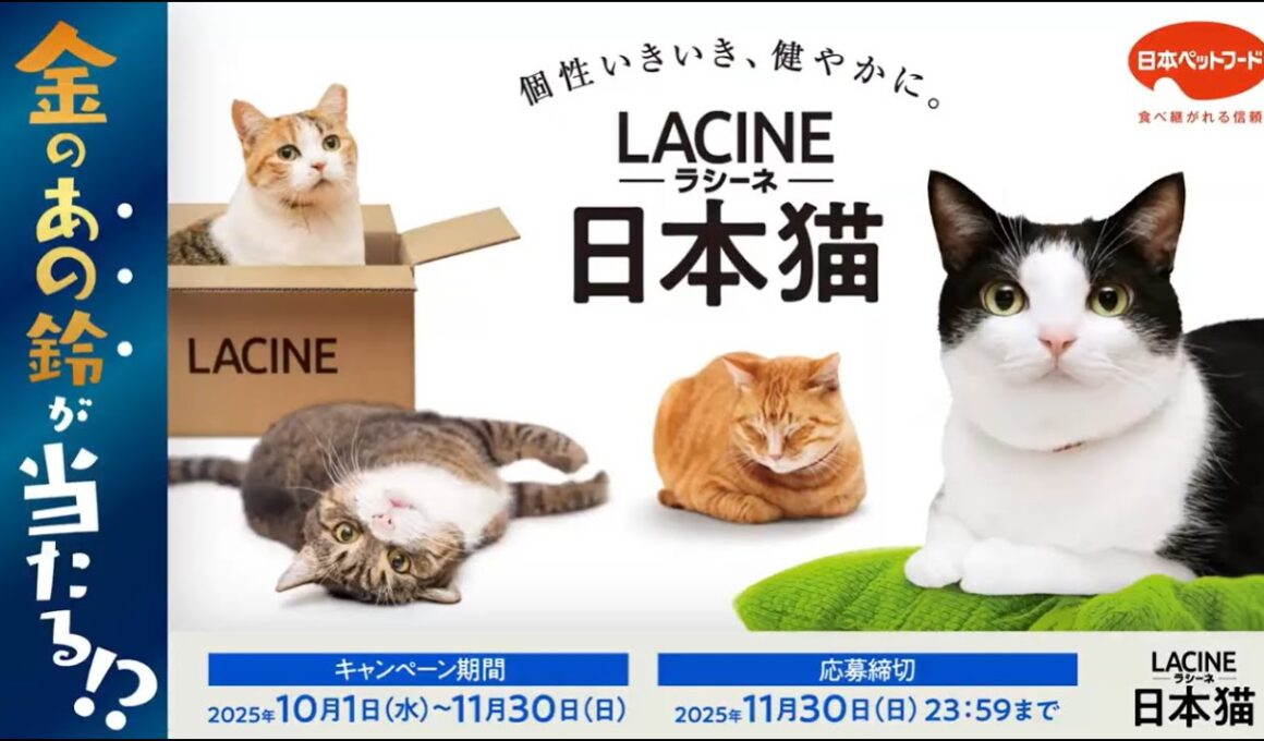 キャンペーン実施中！日本猫専用フード【ラシーネ日本猫】