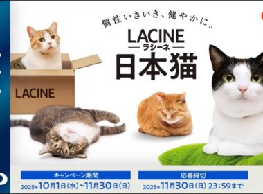キャンペーン実施中！日本猫専用フード【ラシーネ日本猫】