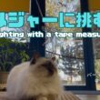 バーマン猫ラフ【メジャーに挑む】Fighting with a tape measure（バーマン猫）Birman/Cat