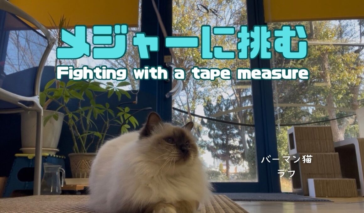 バーマン猫ラフ【メジャーに挑む】Fighting with a tape measure（バーマン猫）Birman/Cat